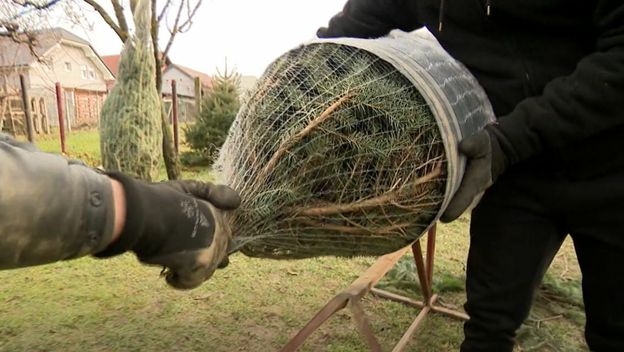 Kićenje božićnih drvaca - 6