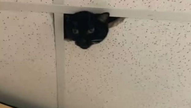 Mačka na stropu