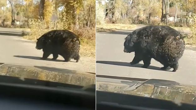 Punašni medvjed kako prelazi cestu