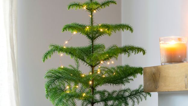 Norfolk bor je tropska biljka koja izgleda poput male verzije božićne jelke