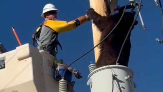 Obračun s medvjedom