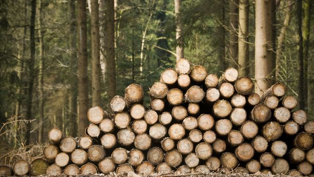 Krčenje šume, ilustracija