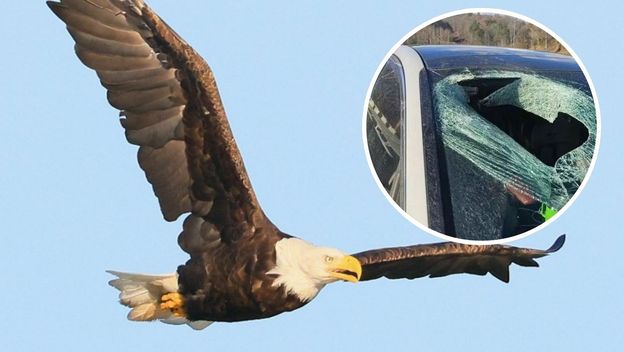 Bjeloglavi orao i šteta na automobilu