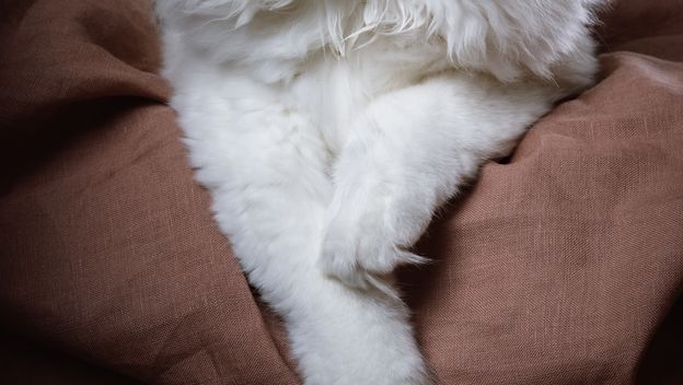 Ragdolli imaju baršunastu poddlaku koja se rijetko petlja, što ih čini idealnima za maženje