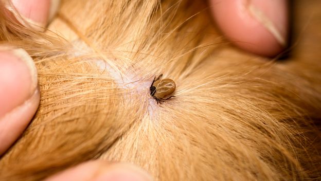 Krpelj otkriven na psu