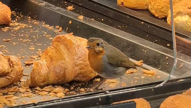 Crvendać u pekarnici