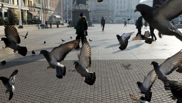 Golubovi, ilustracija