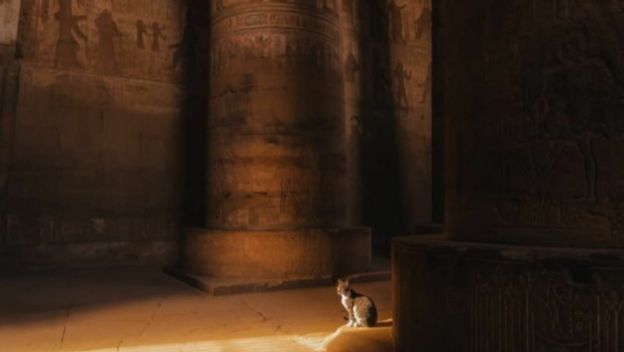 Mačka Cece koja je pronašla dom u hramu u Luksoru