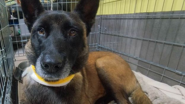 Zlostavljana ovčarka