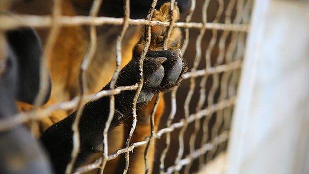 Pseći kavez, ilustracija