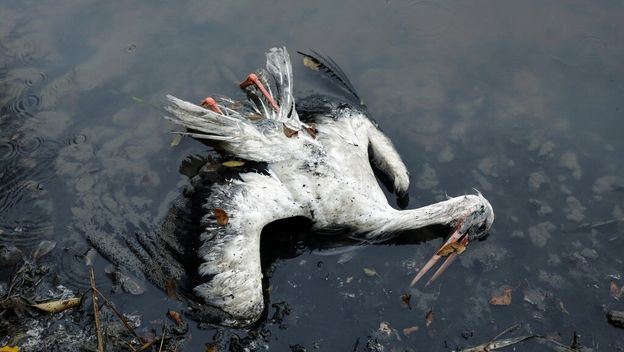 Mrtva roda kod Madrida