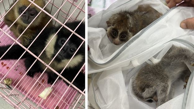 Interpolova operacija Grom 2025. - 1