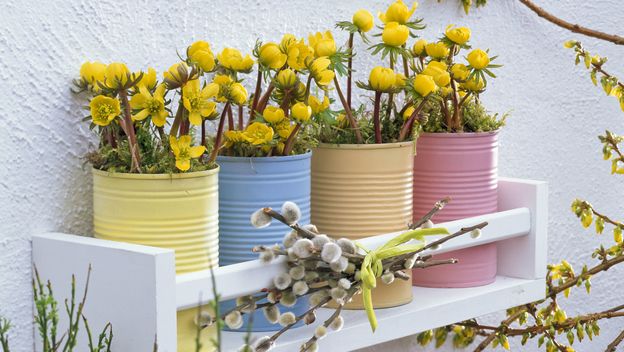 Rana ozimnica je trajnica idealna za romantične vrtove - 6