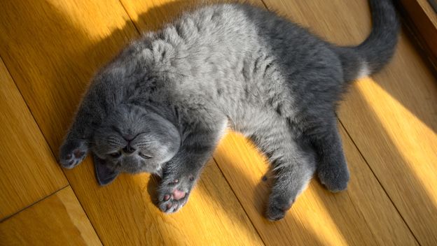 Maca leži na leđima