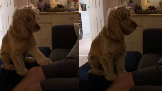 Pas Reggie pri reakciji na poklon njegovih vlasnika