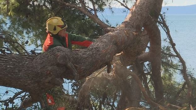 Sječa stabala na Marjanu (Dnevnik.hr)