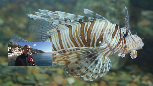 Nova vrsta ribe u Jadranskom moru