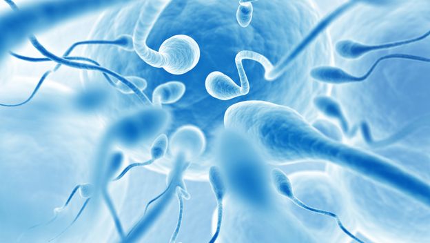 Spermiji i jajna stanica, ilustracija
