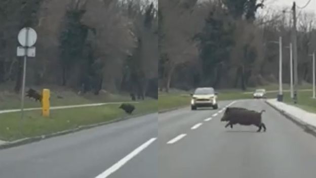 Krdo veprova istrčalo na Gračansku cestu u Zagrebu