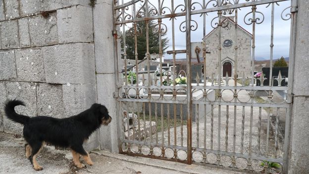 Pas Bruno i dalje čeka preminulog vlasnika na groblju - 2