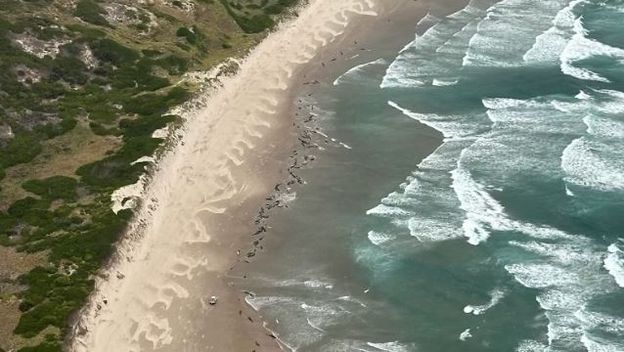 Nasukavanje crnih dupina na australskoj plaži