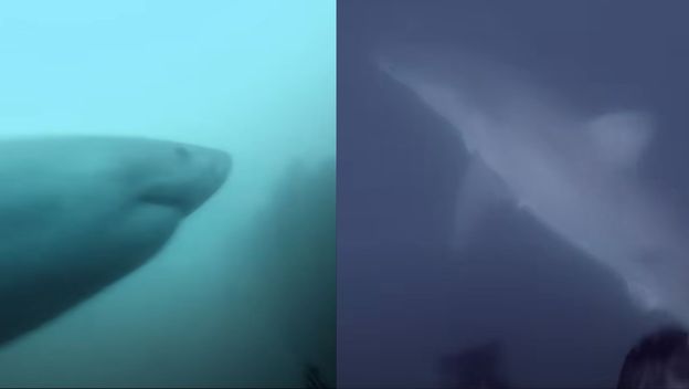 Morski pas ispod površine mora pliva oko ronioca