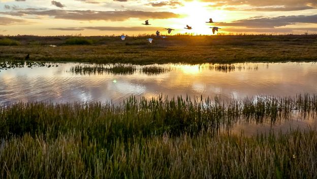 Močvara, ilustracija