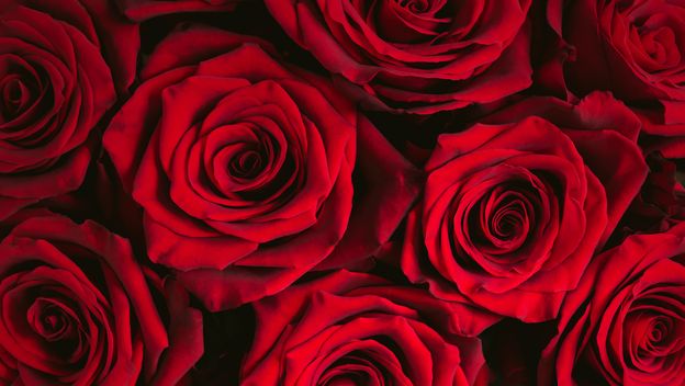 Kako se piše: Kraljica cvijeća ili kraljica cvijeća