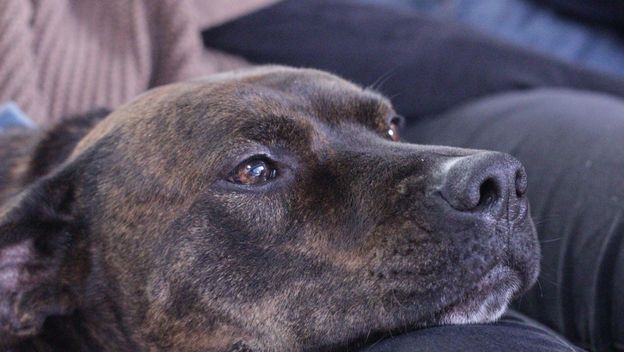 Pas drži glavu u krilu