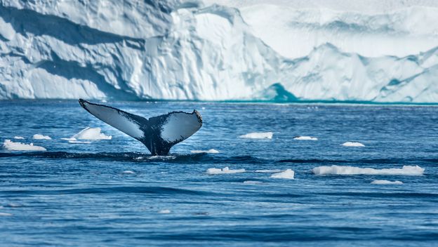 Kako se piše: Artik ili Arktik