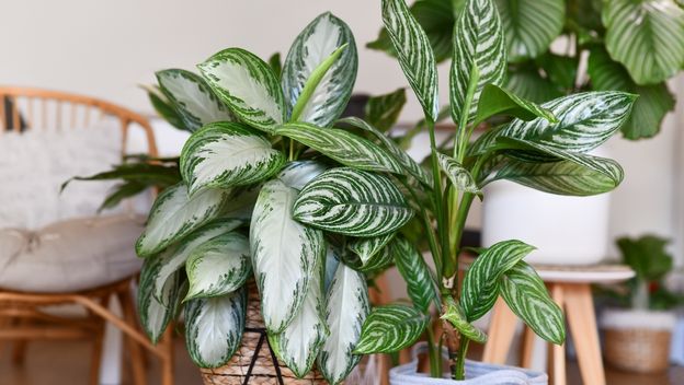 Biljke uspijevaju i uz minimalnu svjetlost