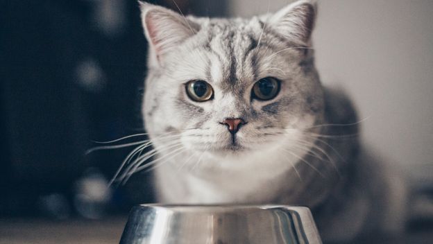Mačka pored posude s hranom