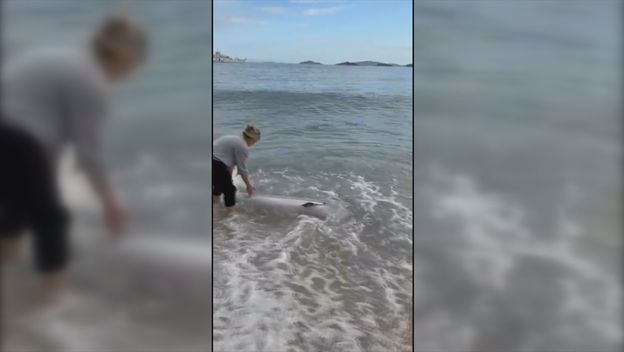 Dupin nasukan na Orebiću