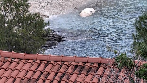 Mrtvi sisavac u uvali na Visu