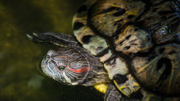 Crvenouha kornjača, ilustracija