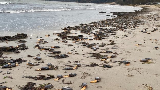 Školjkaši na obali zaljeva Studland
