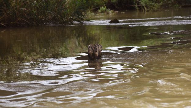 Ilustracija, Mrežnica