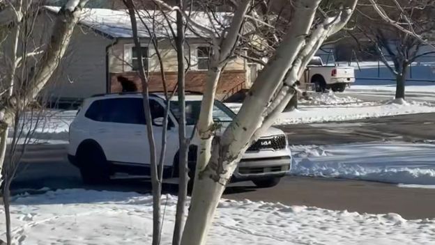 Mačka na krovu automobila