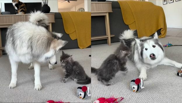 Haski i mačka pri igri u dnevnom boravku