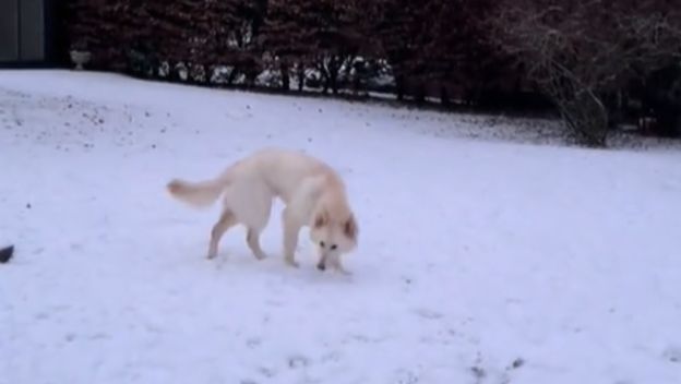 Duke bijeli njemački ovčar