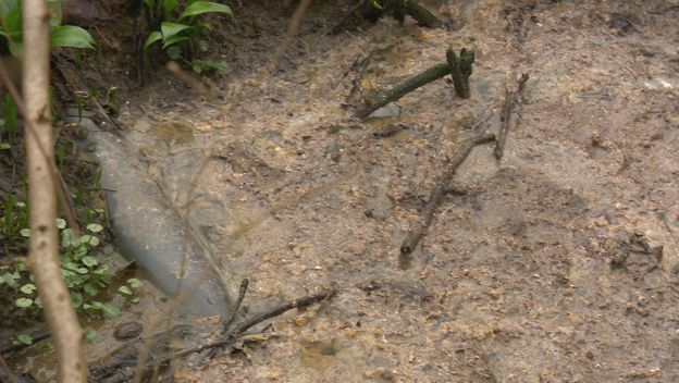 Kanalizacija u šumi