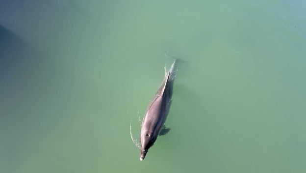 Dupin uplovio u rijeku Jadro