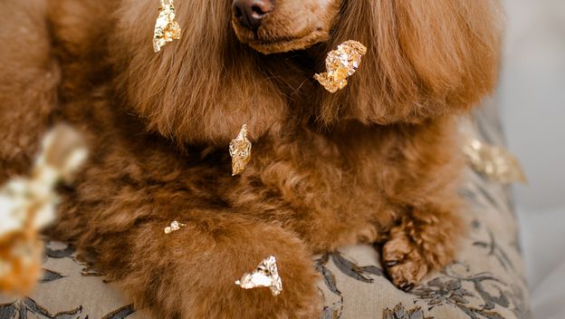 Dubai Luxe tretman jedinstveni je premium spa ritual za pse - 8