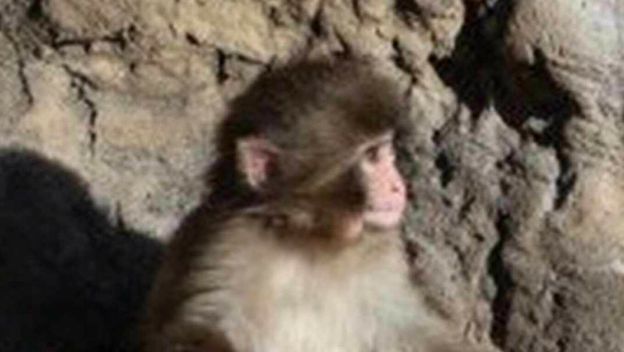 Majmunčić Punch-kun ne odvaja se od svoje plišane igračke majmuna