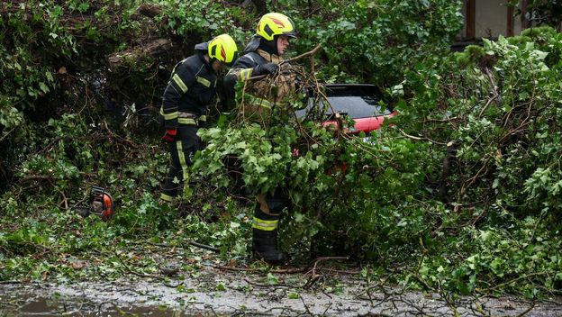 Stablo u Zagrebu palo na automobile - 1