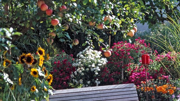 Uz dobre savjete, stablo će biti puno plodova