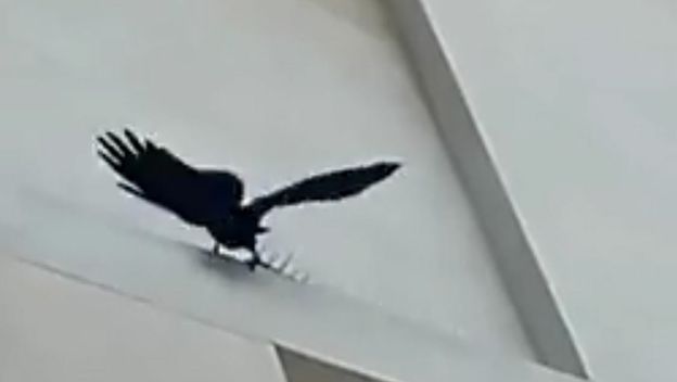 Ptica protiv šiljaka