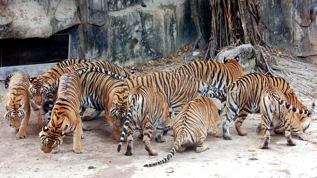 Ilustracija; Tajland