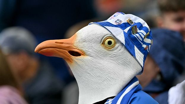 Galeb