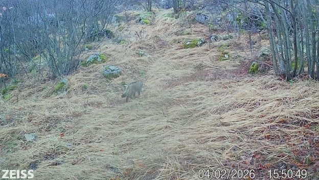 Viđena divlja mačka na Svilaji